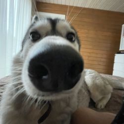 Иконка канала maxiweeeee