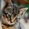 Иконка канала девять котов