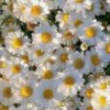 Иконка канала Арина🌸