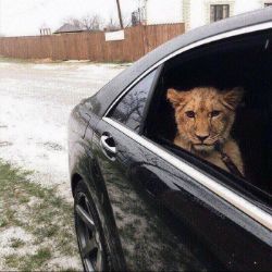 Иконка канала Amok-Rap