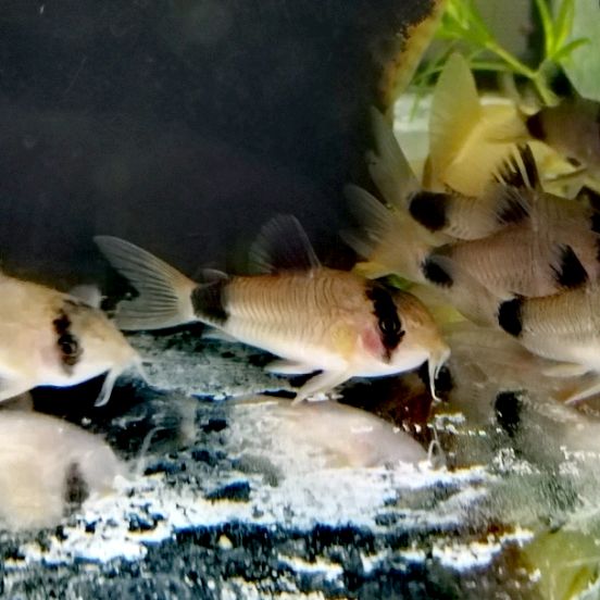 Иконка канала Dobryak 76