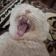 Иконка канала kirill_14022012