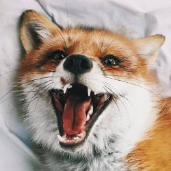 Иконка канала VladFoxSHOW