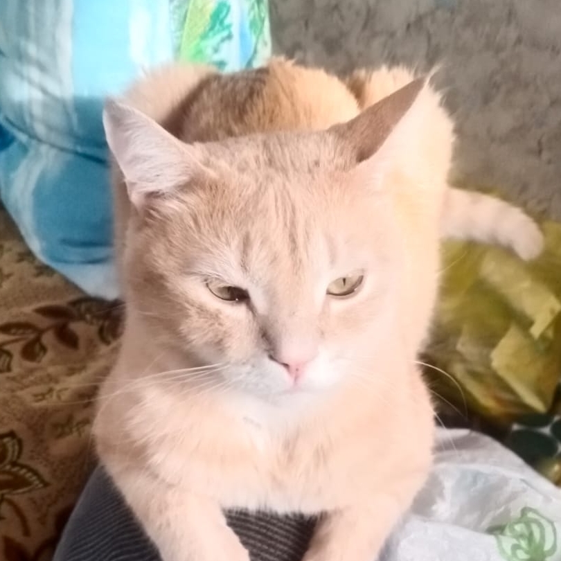 аниме  мастер