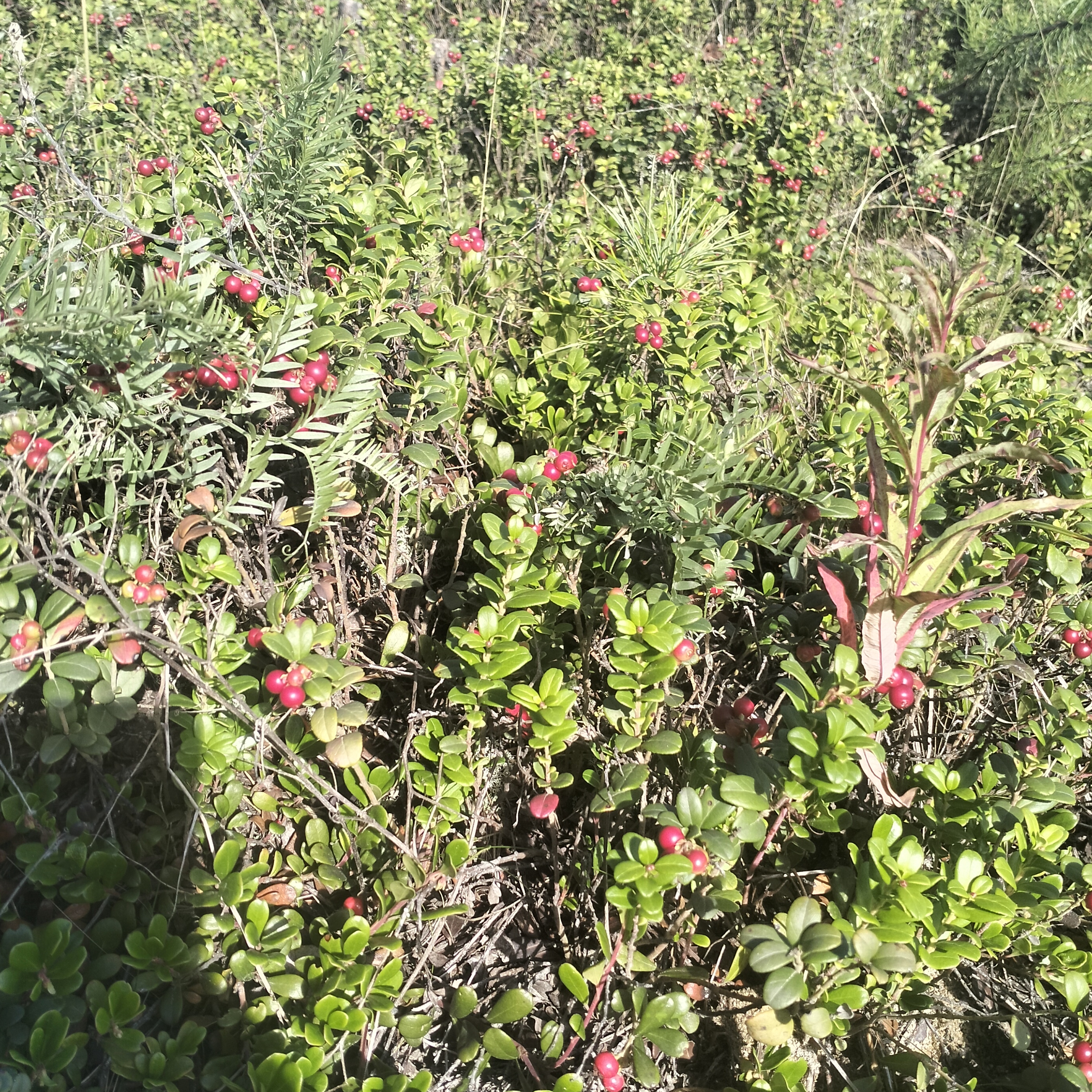 Иконка канала Как-то,Вот так!