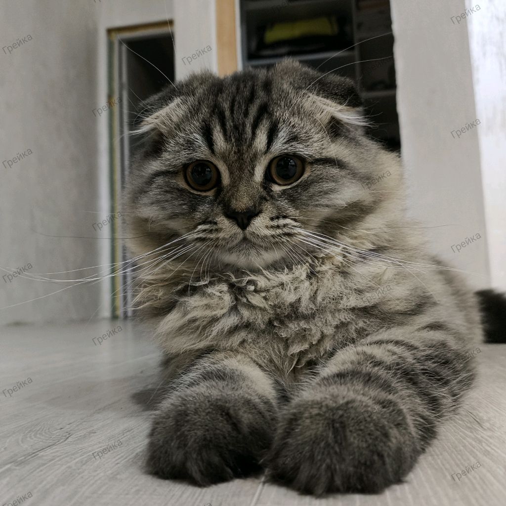 Аватар автора