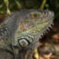 Иконка канала tolmak