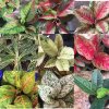 Иконка канала TUMPLANT.RU