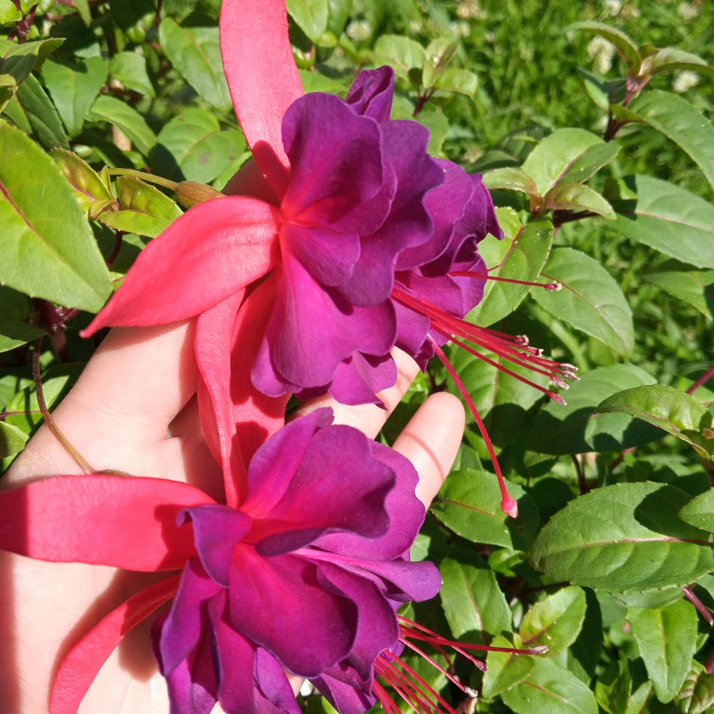 Иконка канала Tulpan_nv86