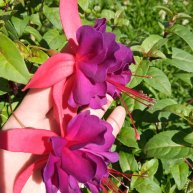 Иконка канала Tulpan_nv86