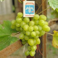 Иконка канала Сергей, Виноград Ивановых Курск