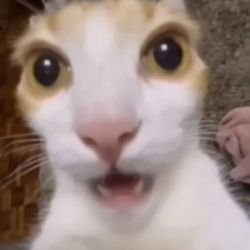 Иконка канала Boku na Boku