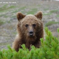 Иконка канала @Rodnik1950