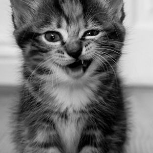 Иконка канала ИрбисС