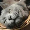 Иконка канала Приусадебное хозяйство Кот и Бегемот