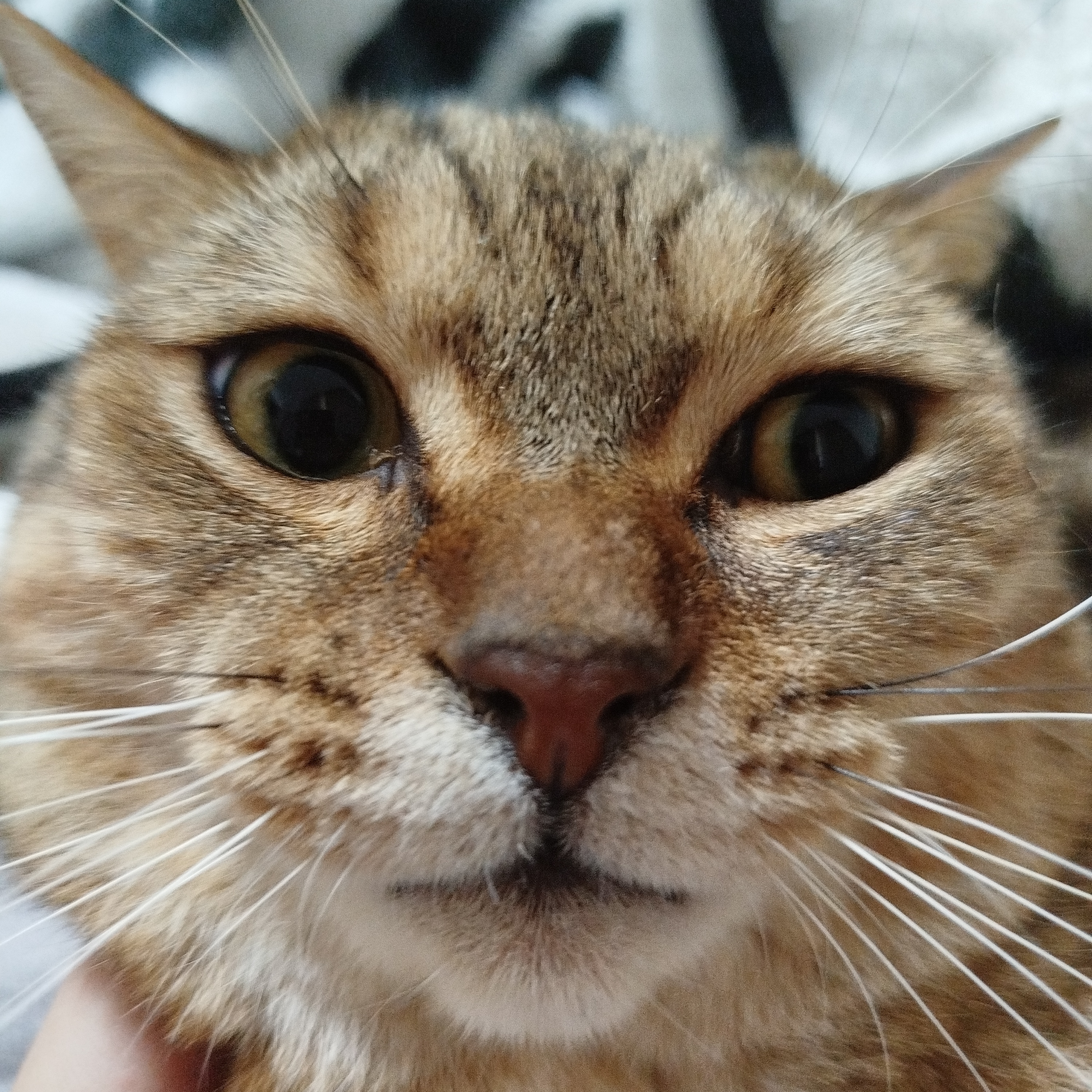 Иконка канала channel51123088