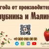 Иконка канала Клубника-НН