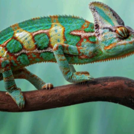 Иконка канала Дмитрий Хамелеон