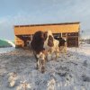 Иконка канала ЛПХ у Хомича