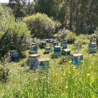 Иконка канала Алтайский пасечник