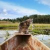 Иконка канала Stockfish