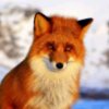 Иконка канала Fox книга plays