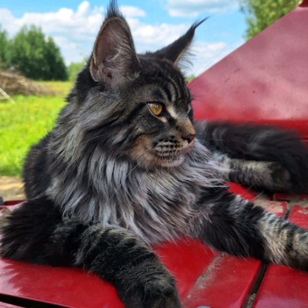 Аватар автора
