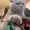 Иконка канала CatGames