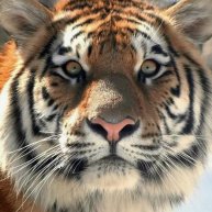 Иконка канала Милый Tiger