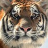 Иконка канала Милый Tiger