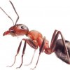 Иконка канала ant