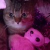 Иконка канала игры и бонусы