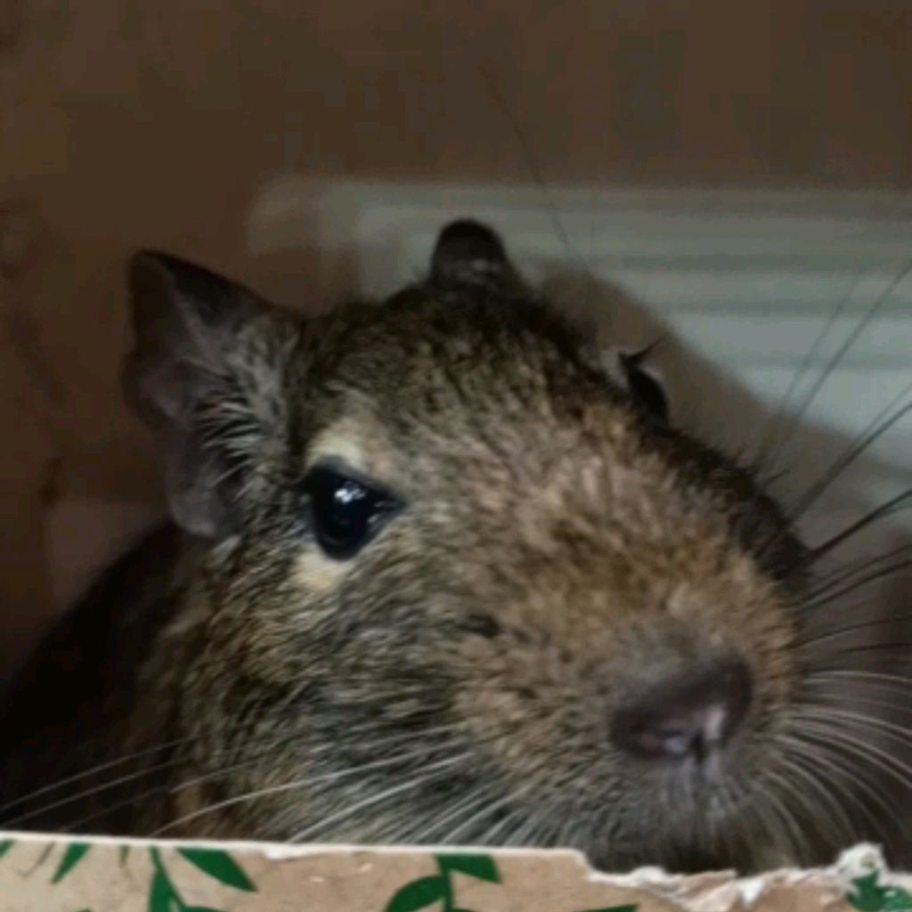 Иконка канала KirPlay HD