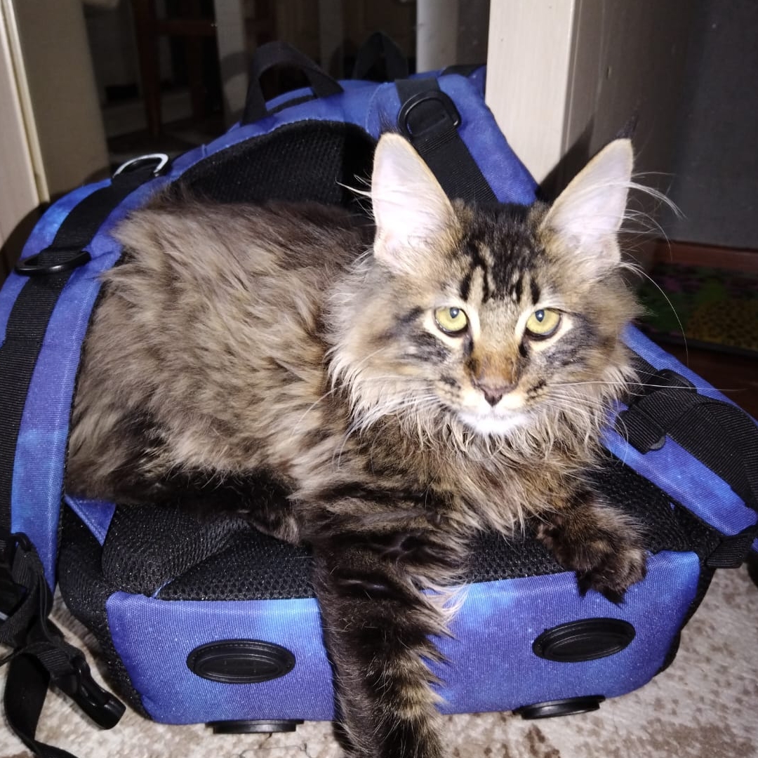 Иконка канала standoff 2