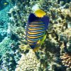 Иконка канала НАЕДИНЕ С МОРЕМ🐬