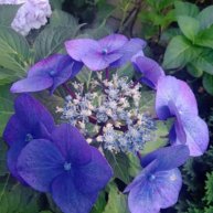 Иконка канала питомник МИР Гортензий 36