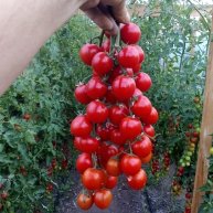 Иконка канала Домашний Овощь