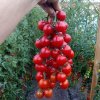 Иконка канала Домашний Овощь