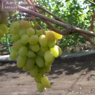 Иконка канала Артём Мозговой