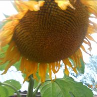 Иконка канала Сам себе хозяин