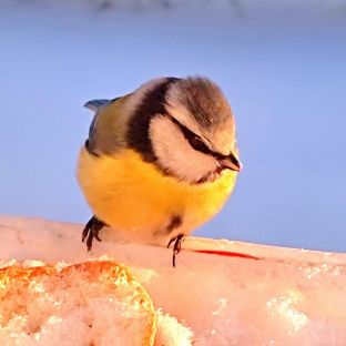 Аватар автора