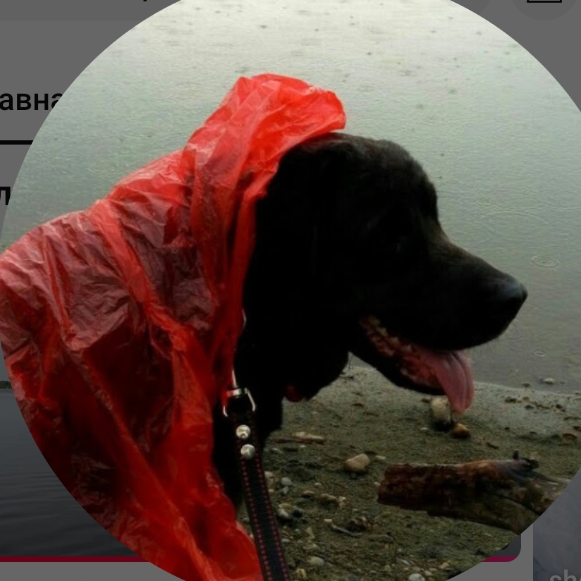 Аватар автора