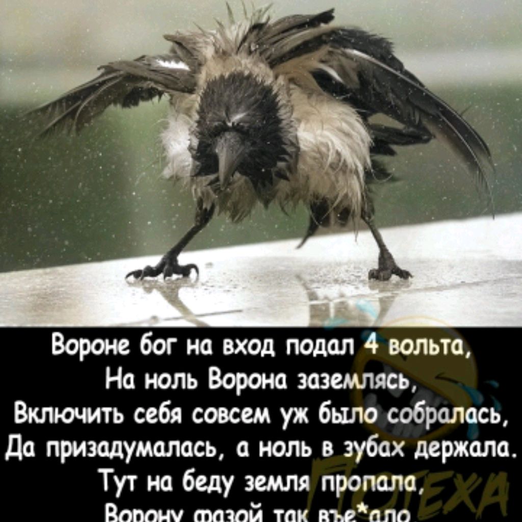 Иконка канала ЛПХ родники(https://max.ru/join/EymmGuy1ZCTkQxHavs