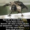 Иконка канала ЛПХ родники(https://max.ru/join/EymmGuy1ZCTkQxHavs