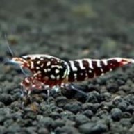 Иконка канала Андрей Баглай Аквариумистика-Аквариумные креветки