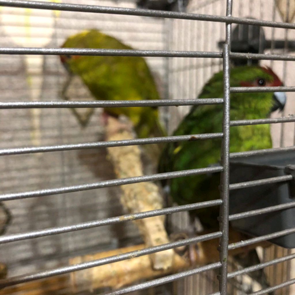 Иконка канала Лев и попугаи юрика и Шура