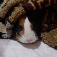 Иконка канала Медведева Августина