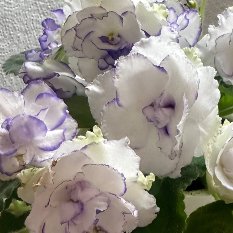 Иконка канала Наташа о Фиалках