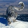 Иконка канала Silent irbis
