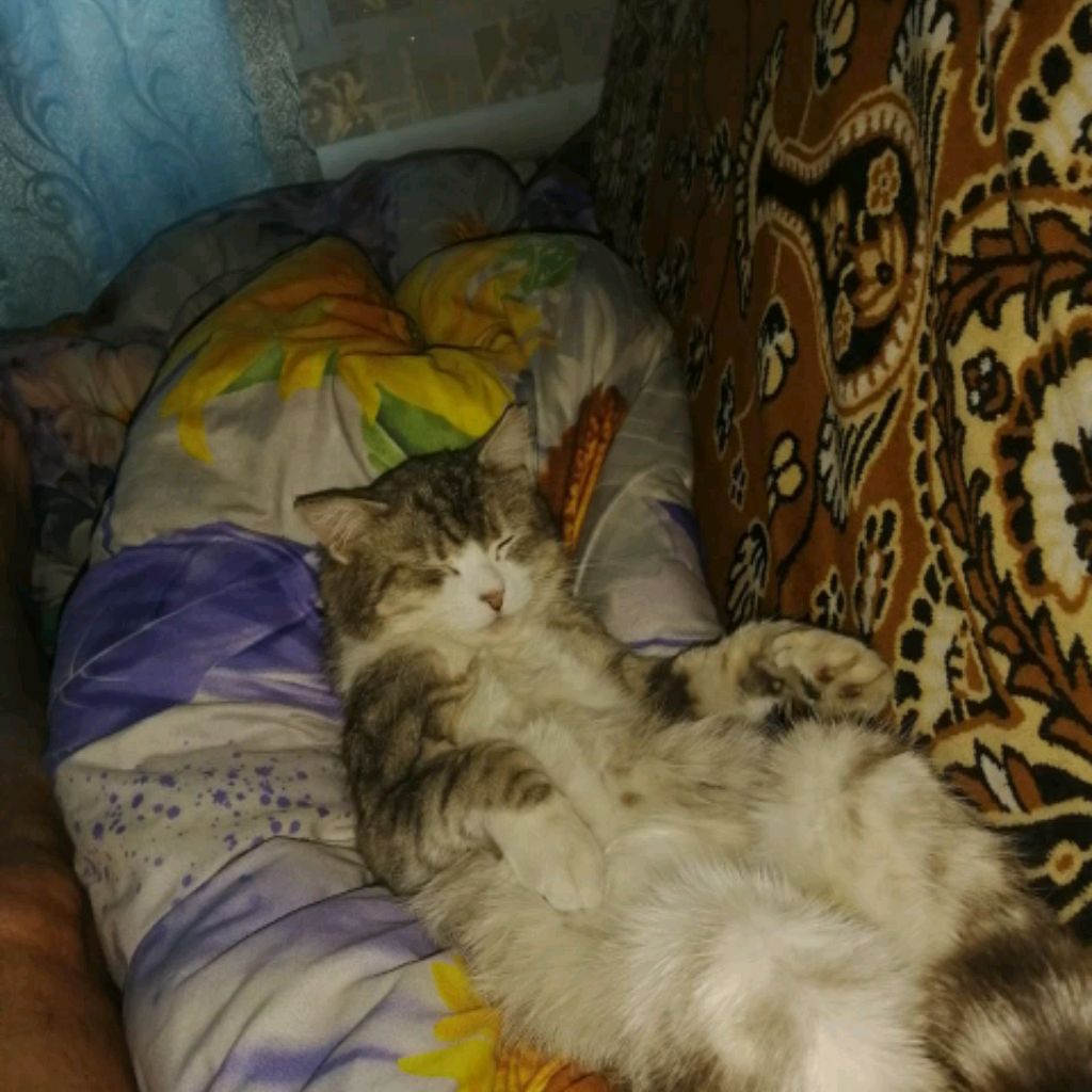 Аватар автора